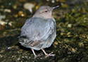 Cinclus mexicanus